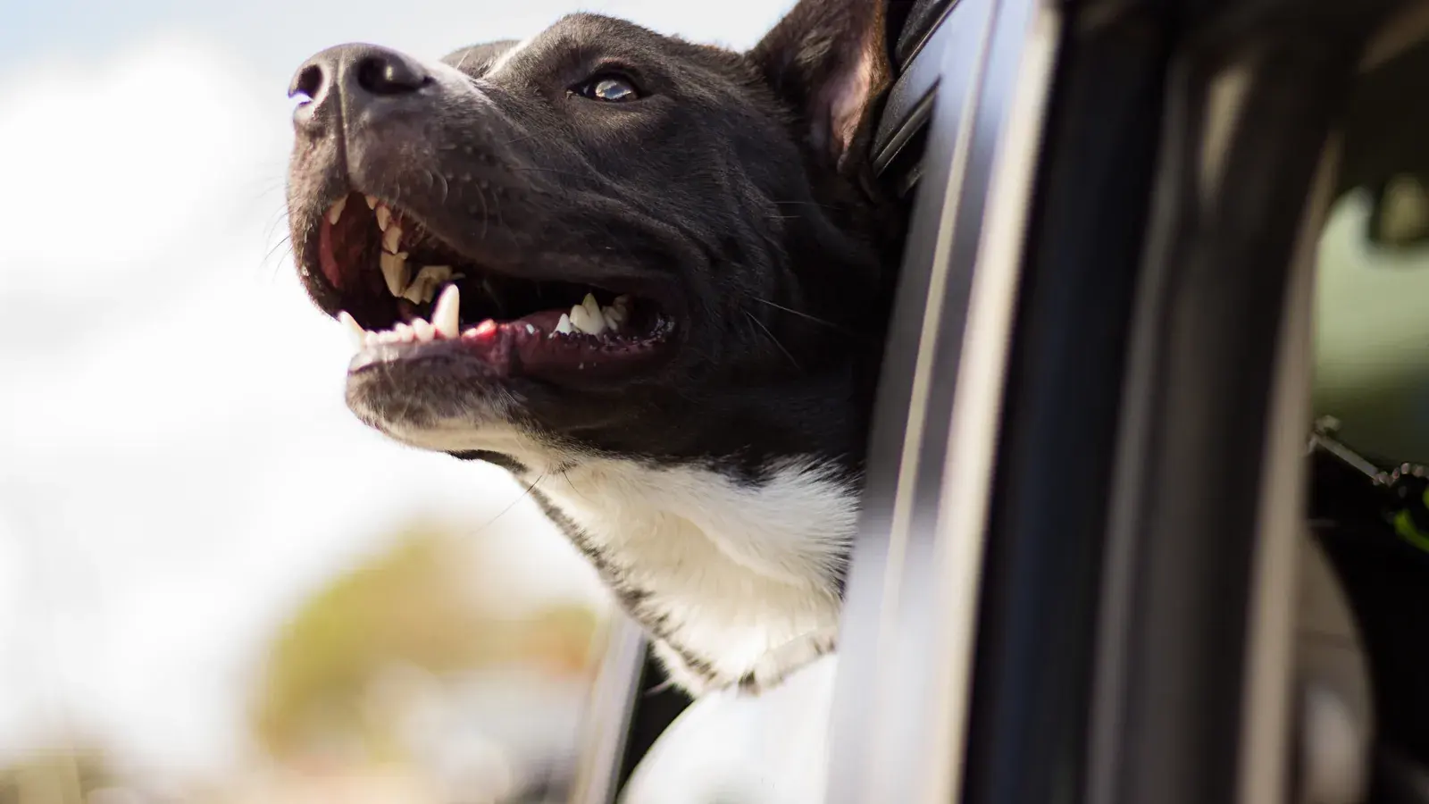 Schwarz-weißer Hund schaut mit geöffnetem Maul aus dem Fenster eines Autos